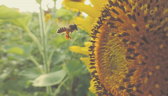 What can we learn from the bees?